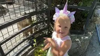 Капибары обрадовались сказочной гостье и подбежали к ней!