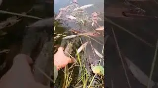 щука шнурок