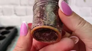 Детки комнатных растений. Продажа.