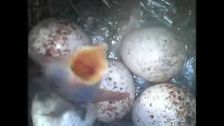 Hatching Baby Carolina Wren Bird (warning super ugly)