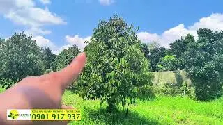 Kỹ thuật chăm sóc sầu riêng để cây xanh tốt