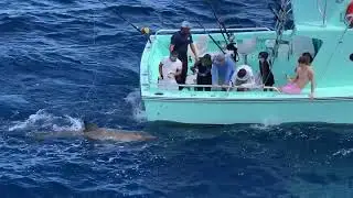 Great White Caught Off Ft Lauderdale  @LadyPamelaIIFortLauderdale