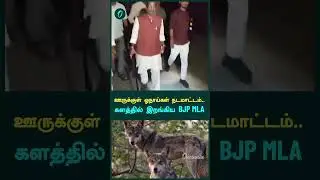 Amid a wolf scare in UP, BJP MLA look out for wolves | Oneindia Tamil