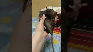 Черная)