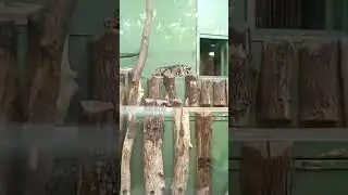 Zoo Praha #2