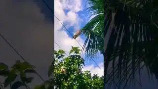 electric short circuit 