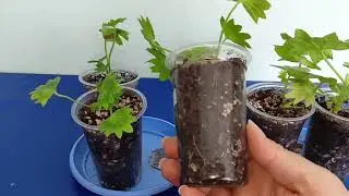 Умножаю красоту! Тиражирование пеларгоний)
