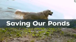 Saving Our Ponds: Protecting Your Pets