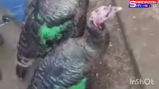 МОЛ БОЗОРИ ДАНГАРА