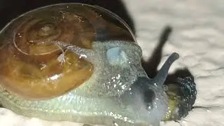 Snail 🐌 eating