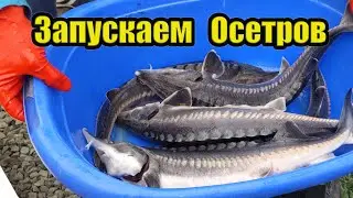 We launch sturgeons