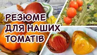 Куштуємо і даємо відгуки на томати Рожевий слон, Чорне серце Бреда і Черрі Тутті-Фрутті | Агро-Рокся
