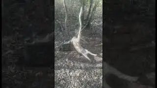 Porco na armadilha de laço
