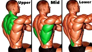 Top 6 Ranked Exercises for Upper Mid and Lower To Build Bigger Thick Back