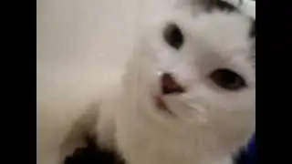 Кошка пьёт воду из под крана