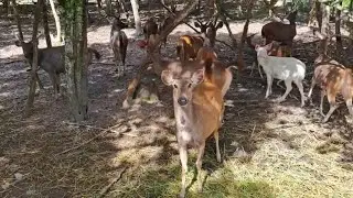 The 🦌🦌🦌🦌🦌🦌