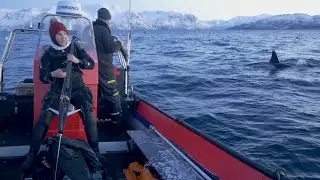Kvænangen fjord broadcast  |  Orcas of Northern Norway