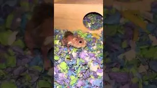 Самый пожилой хомяк