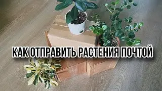 Как отправить растения почтой | Посылка с растениями