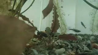 Not so smol anymore
