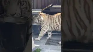 Хозяйственная тигра всё проверила, и курить говорит не стоит. Это вредно 🤭