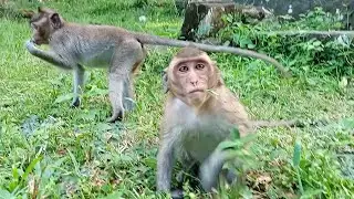 Most beautiful little monkey of Amber's troop, Lovely beautiful wildlife monkey | SR Tech MK