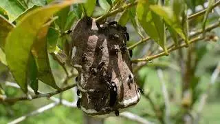 all about insects