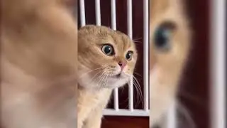 Кавер животных на песню Короля и Шута «лесник». #корольишут #киш #ковер