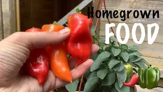 Homegrown Snack Idea Straight from the Garden! 🫑