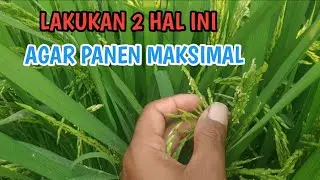 Perawatan Padi Saat Keluar Malai dan Berbunga”