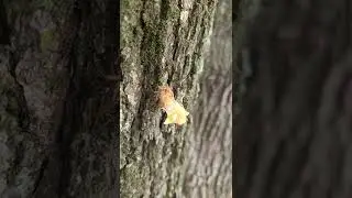 Brood X nymph shedding