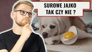 Czy pies może jeść surowe jajko? Fakty, mity i zagrożenia!