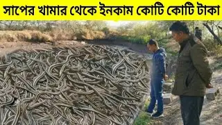 সাপের খামার করে লোক ইনকাম করছে কোটি কোটি টাকা | Snake Farming China | অজ্ঞাত