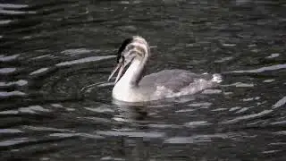 Young Great Crested Grebe preening