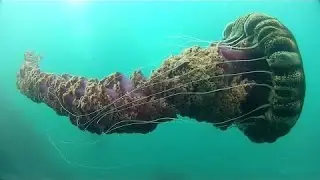 ТОП опасных МОРСКИХ ЖИВОТНЫХ!  Документальные фильмы, фильмы про животных
