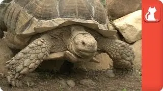 Louie the Aggressive Sulcata - Tails of Hope