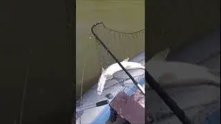 Щука на блесну