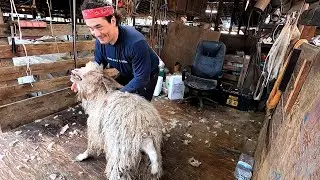 Shearing Goats