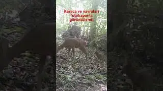 Karaca ve yavruları #fotokapan la görüntülendi #deer #wildlife #nature