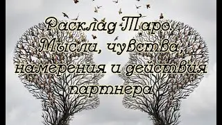 Расклад Таро. Мысли, чувства, намерения и действия партнера