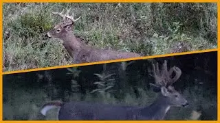 Two Nice Bucks Get the Pass | Nebraska Archery Opener