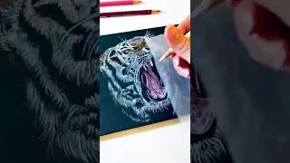 Drawing a Realistic Tiger using Color Pencils - Windy Shih