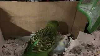 Male budgie trying to mate with female budgie while she’s still sitting on the eggs.