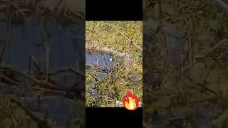 Рыбалка в болоте😅