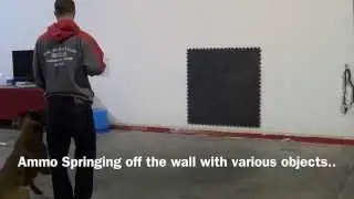 Dog Springing off of the wall in training