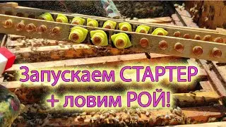 Стартер 2021 + первый РОЙ 2021... и скорее всего не последний  