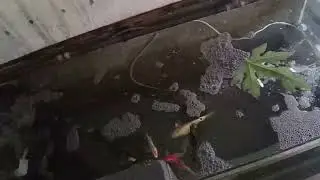 Ini Penyebab dan Cara Atasi Air Berbusa di Kolam ikan