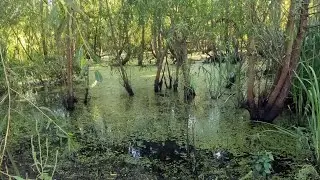 Bushwhacking To A Massive Beaver Lodge On The Mississippi River