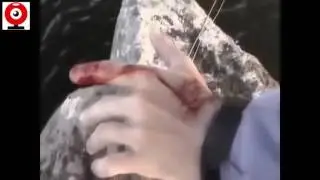 ГОЛОДНАЯ ЩУКА УТАЩИЛА КОТА ПОД ВОДУ