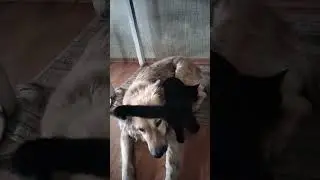 и жили они как кошка с собакой🤭 #кошка #собака #смешныеживотные